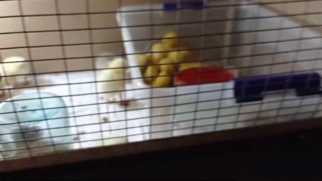 Кто у меня вылупился в инкубаторе? Кого купила? смотреть онлайн