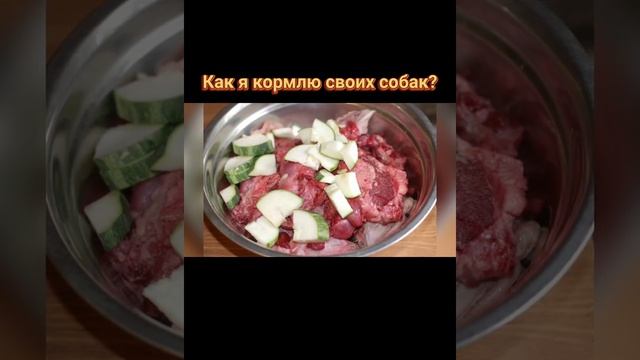 ??? Как я кормлю своих собак (смешанно)?