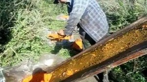 облепиха.отделяем ягоду от листьев.быстрый способ переборки