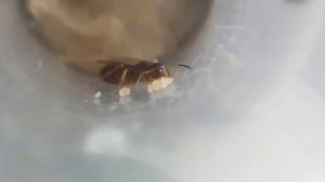 Крылатый муравей отложил яйца