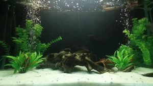 "Астронотусы"в аквариуме 200 л