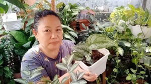 Vlog #83: Update sa Recently Repotted Plants and May new leaves na! (May 25, 2021)