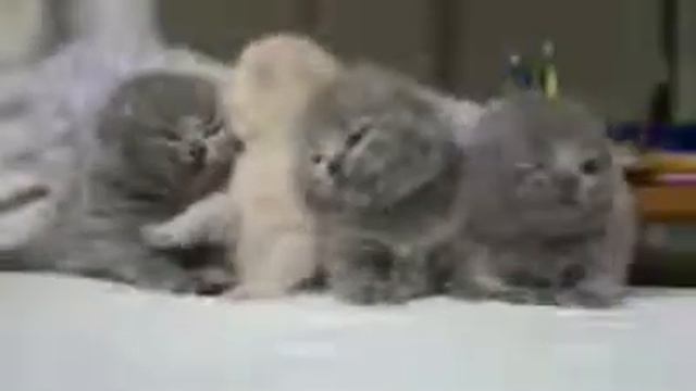 Где, британские короткошерстные.. British Shorthair