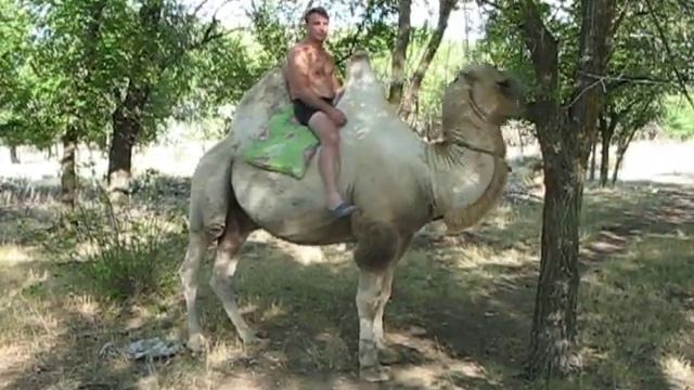 Голодный верблюд смотреть онлайн