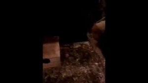 Как  содержать белок дегу дома? Ответы на вопросы.