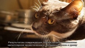 Кровь в моче у кошки: причины и лечение
