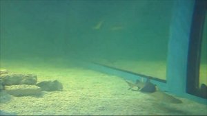 Азовское море город Ейск океанариум метровые акулы