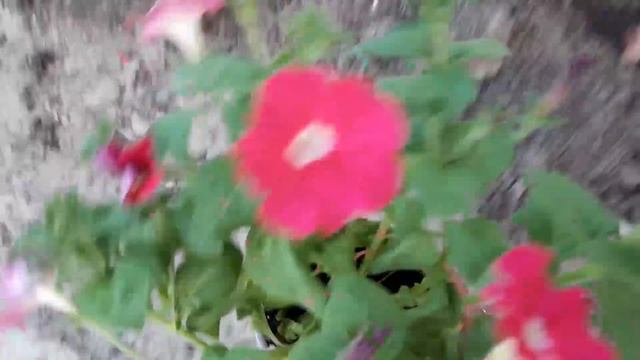 Высадка кустовой петунии в открытый грунт? смотреть онлайн