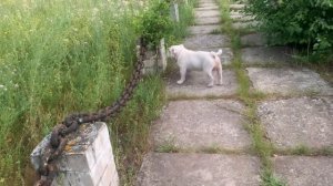 Охранник английский бульдог