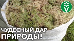 МОХ СФАГНУМ – В ПОМОЩЬ САДОВОДУ И ОГОРОДНИКУ! Как заготовить, где применять, как хранить?
