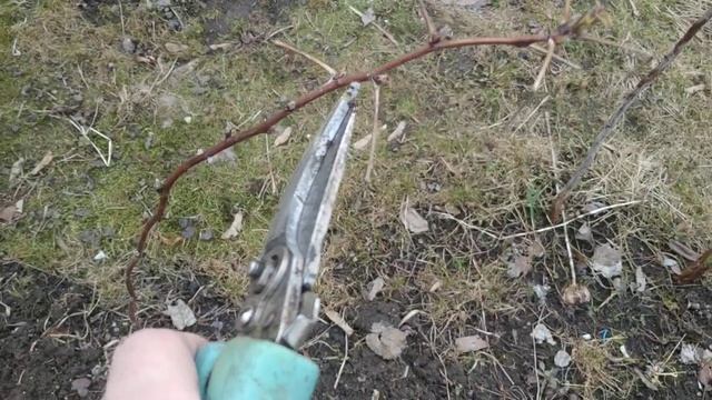 Как повысить  урожайность малины _Уход за малиной ранней весной.mp4