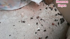 Осенние мухи набиваются в дом? Посмотрите на них - они могут вам кое-что рассказать!