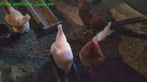 Ходила в стайку.Петухи гоняют друг друга. Гуси ведут себя спокойно.