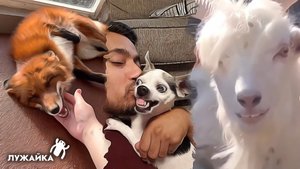 Смешные животные – собачья любовь зла, козёл обольститель, и лисьи нежности
