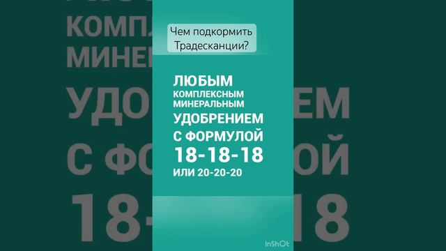 Чем подкормить традесканции?