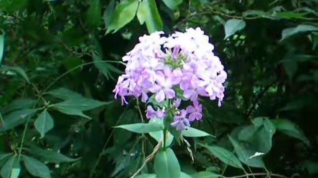Garden Phlox смотреть онлайн