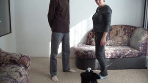 Бордер-колли "пасёт" хозяев