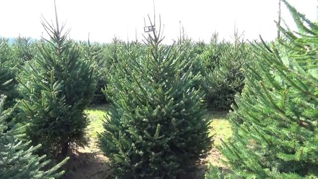 11305 Ель Стриженая в горшке 1.40 – 1.60 м смотреть онлайн