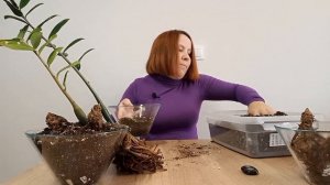 ИНТЕРЕСНАЯ пересадка замиокулькаса. Пробую спасти сморщенные клубни.