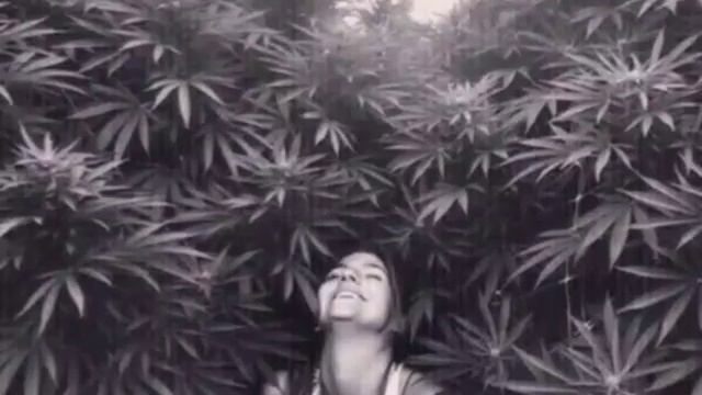 Канапля