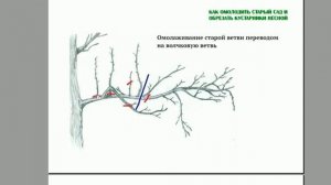 Омолаживаем старые ветки чтобы получить новый урожай  Как омолодить и обрезать деревья  Часть 4