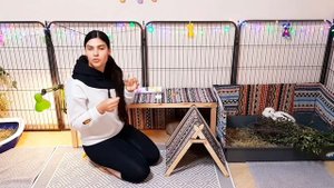 Как закапывать уши декоративному кролику? Как ухаживать за ушами декоративного кролика?