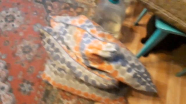 Кошки занимаются своими делами ( 31.10.23) смотреть онлайн