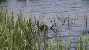 Поиски прозрачной воды на Верхне-Волжских озерах