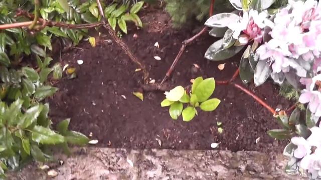 Лиственные кустарники Рододендрон смотреть онлайн