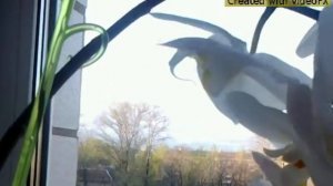 Клип на песню (Белые ангелы) .