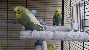 ? ✉ Можно ли научить говорить взрослого волнистого попугая?