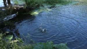 Поймал сома/Борьба за жизнь/Путешествуем по Белгородчине/Белгород/Belgorod/Russia