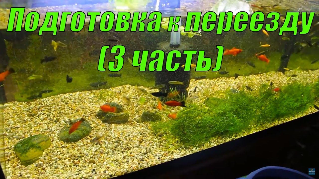 Разбираю все аквариумы на рыборазводне (3 часть)