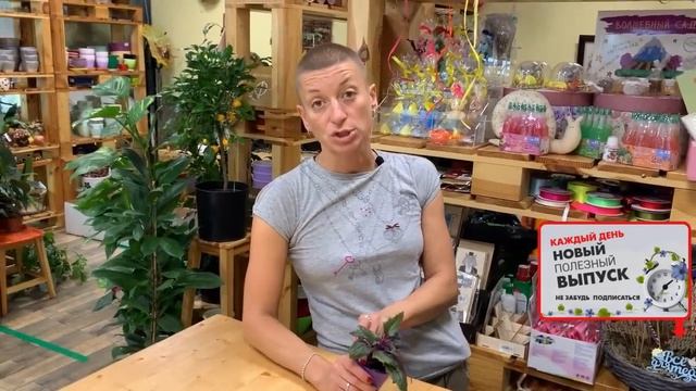 Комнатное растение Гинура - фиолетовый бархат листьев. Давайте знакомиться поближе.