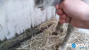 Как доить козу и как приучить козу к себе.