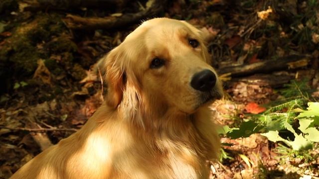 The Building Site for the Log Cabin Bathhouse | Wilderness Sauna Ep.1 смотреть онлайн