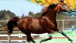 Основные породы лошадей