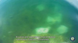 Крым Камышовая бухта
