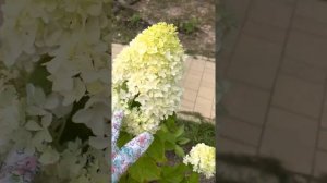 Метельчатая гортензия Диамантино? Узнаете сорт?