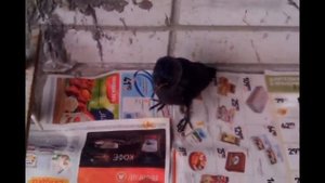 Кормление птенца галки Игоря