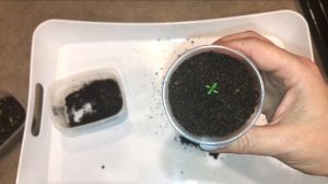 Рассада Эустома Пикировка