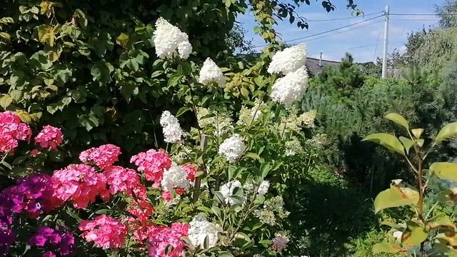 Гортензии и Флоксы в августе 2022 года. смотреть онлайн