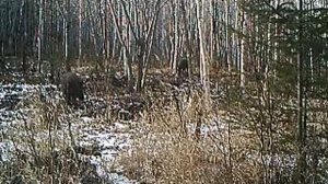 ОХОТА ТИГРА