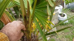 "Братья" наградили... Пальмовый бурильщик.