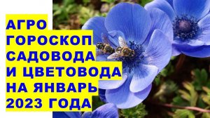 Агрогороскоп садовода и цветовода на январь 2023. Агрогороскоп садівника - квітникаря на січень 2023