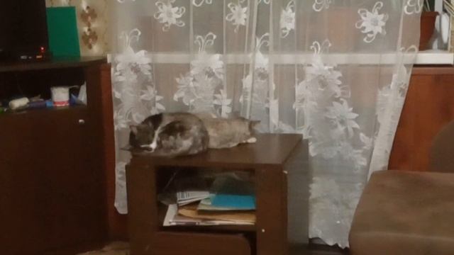 Они живут на журнальном столике ? смотреть онлайн