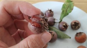 Mespilus germanica - home ripened Medlars are kinda dry