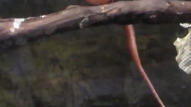 Amazing Green Tree Python Giving Birth To Red Babies смотреть онлайн