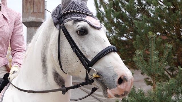 Выездка. Первые старты Фактора смотреть онлайн