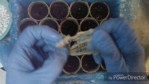 Посев семян перцев в торфяные стаканчики